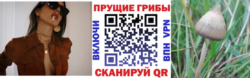 Псилоцибиновые грибы Magic Shrooms  дарк нет Telegram  Приморск 